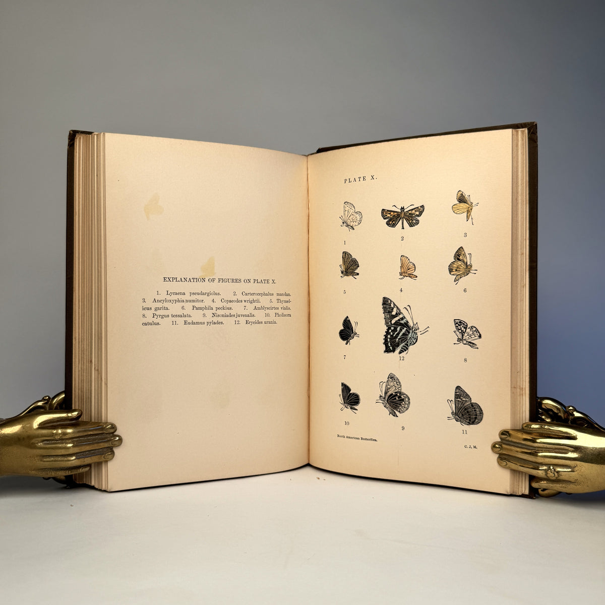 Manual of North American Butterflies - Ten Hand-Coloured Plates, 1891