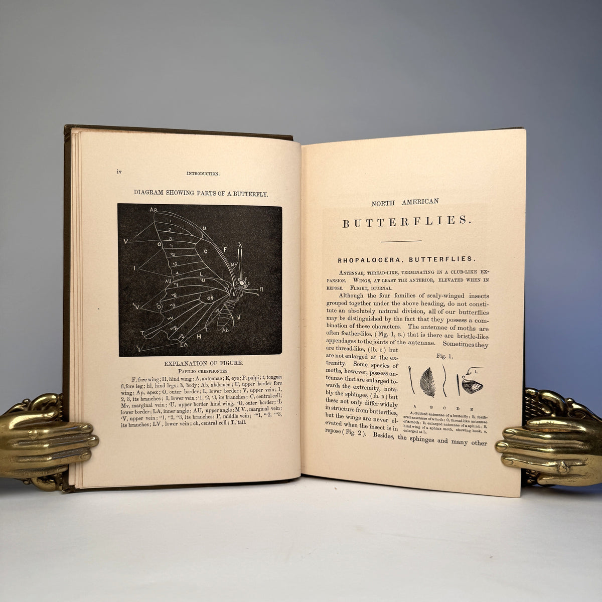 Manual of North American Butterflies - Ten Hand-Coloured Plates, 1891