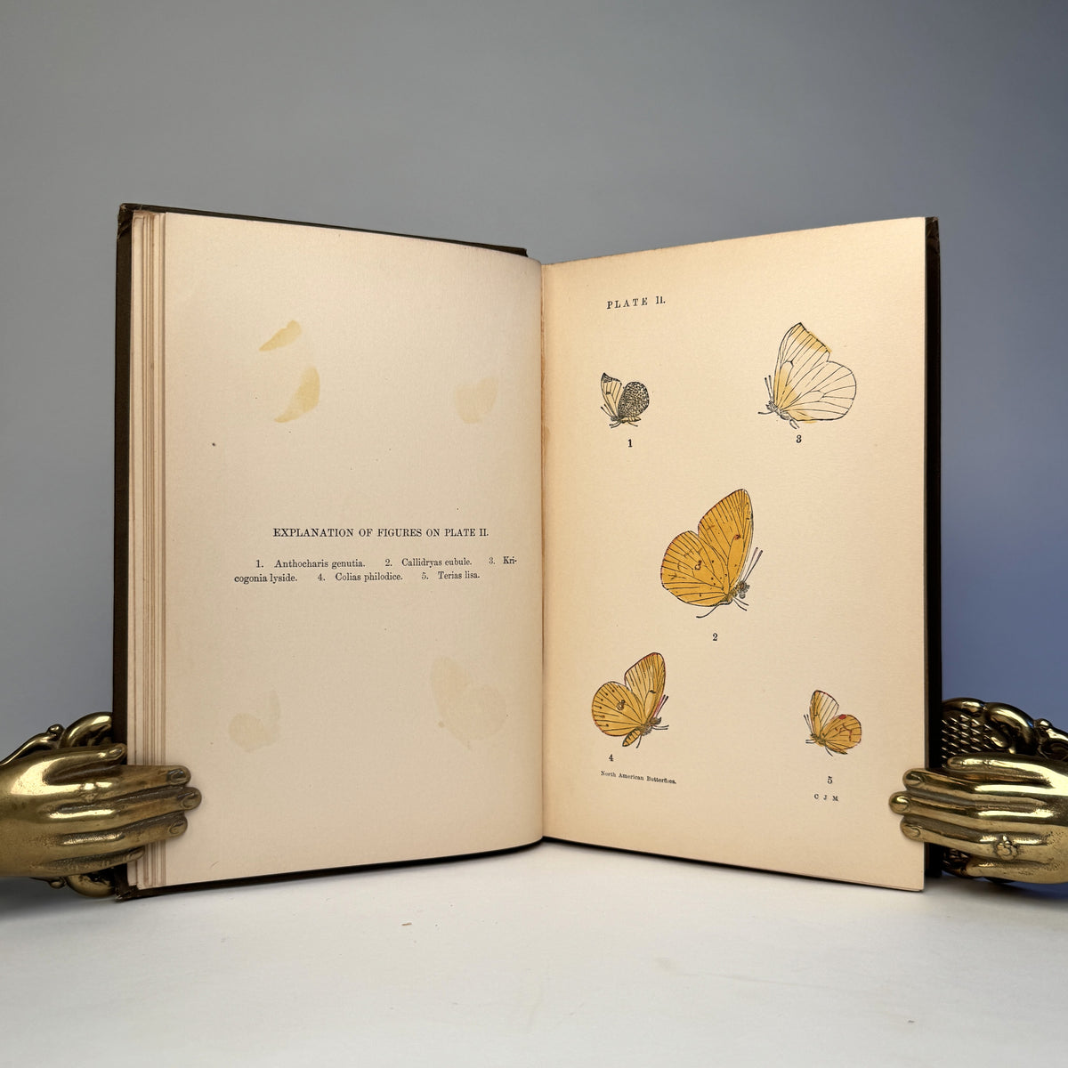 Manual of North American Butterflies - Ten Hand-Coloured Plates, 1891