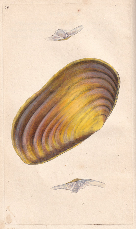Mactra Lutraria