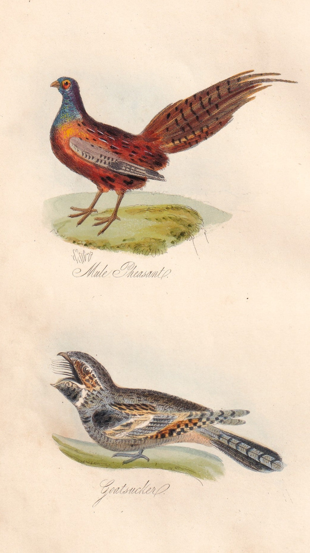 Male Pheasant and Goatsucker