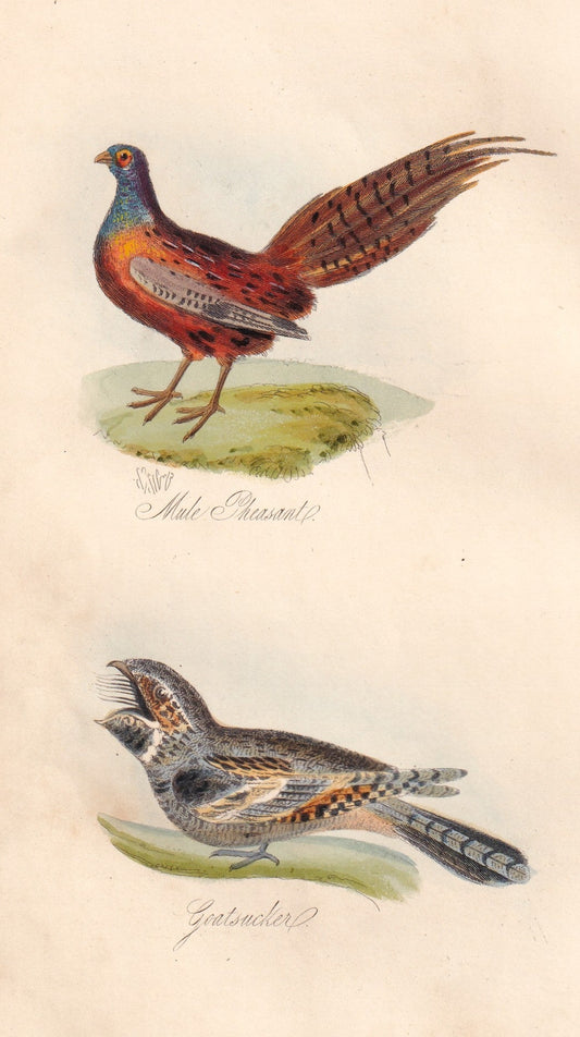 Male Pheasant and Goatsucker
