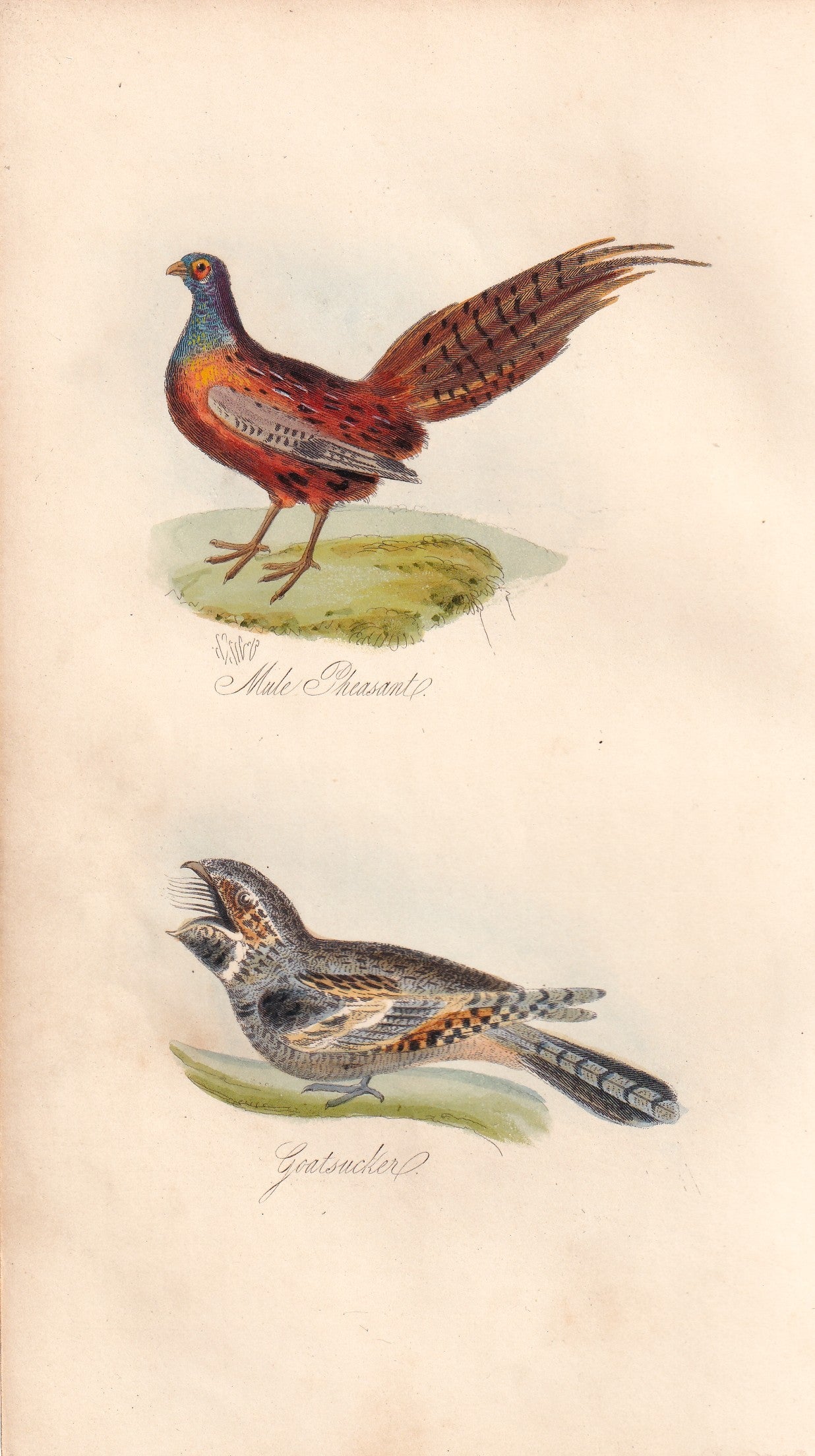 Male Pheasant and Goatsucker