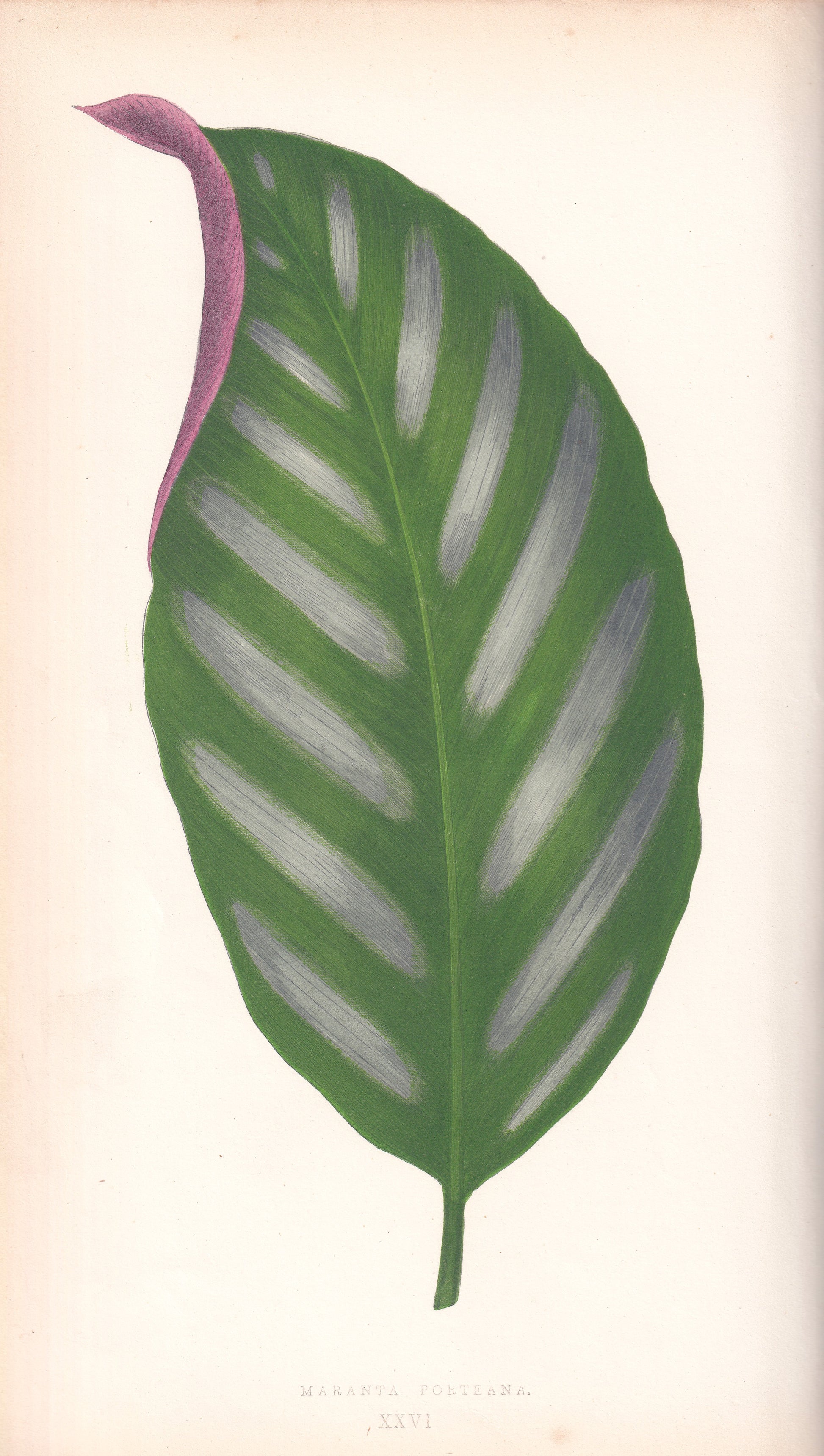 Antique Print, Botanical Print, Botanical Art, Vintage Print, Wall Art, Home Décor, Collectible, Original Print, Engraving, Lithograph, Hand-colored, Victorian, Hand-coloured, 19th Century 