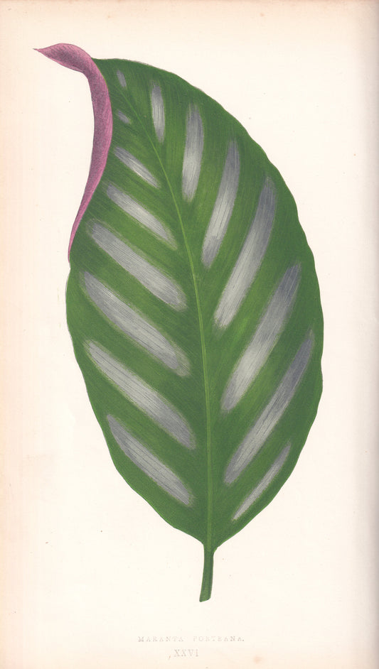 Antique Print, Botanical Print, Botanical Art, Vintage Print, Wall Art, Home Décor, Collectible, Original Print, Engraving, Lithograph, Hand-colored, Victorian, Hand-coloured, 19th Century 