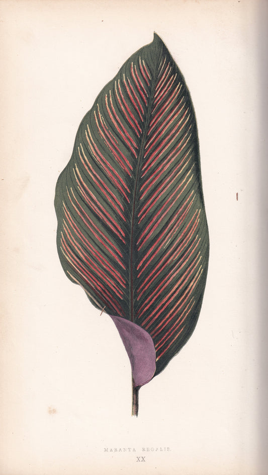 Maranta Regalis