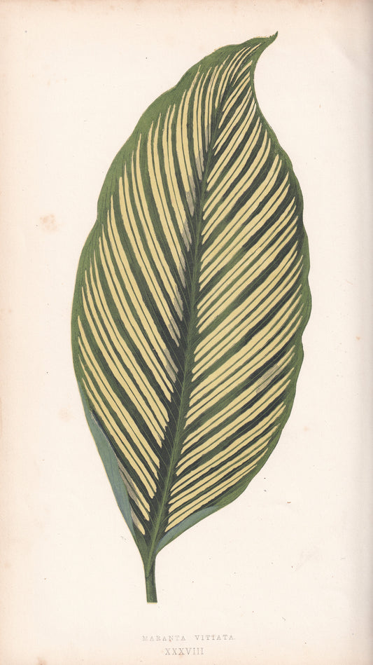Antique Print, Botanical Print, Botanical Art, Vintage Print, Wall Art, Home Décor, Collectible, Original Print, Engraving, Lithograph, Hand-colored, Victorian, Hand-coloured, 19th Century 