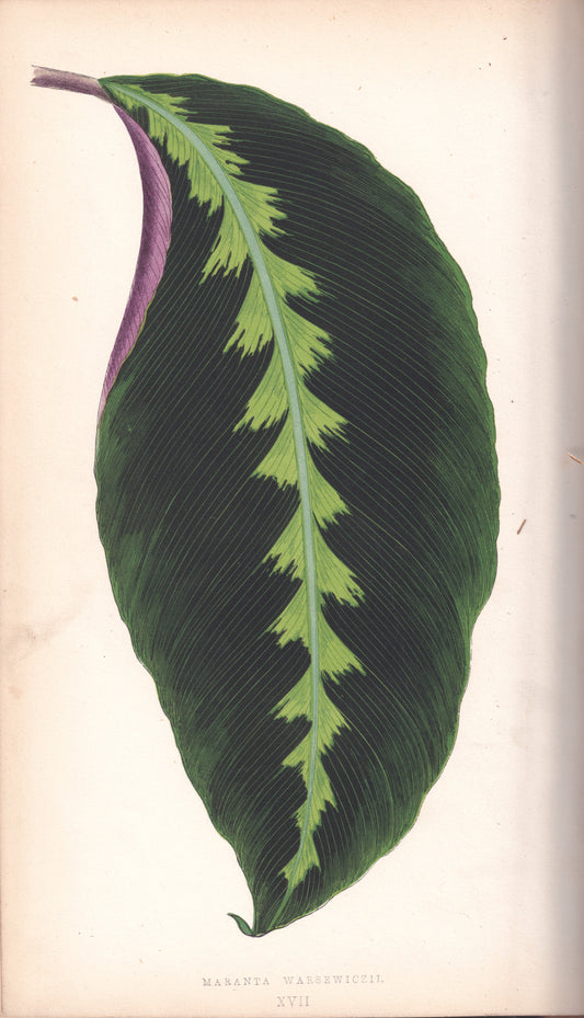 Antique Print, Botanical Print, Botanical Art, Vintage Print, Wall Art, Home Décor, Collectible, Original Print, Engraving, Lithograph, Hand-colored, Victorian, Hand-coloured, 19th Century 