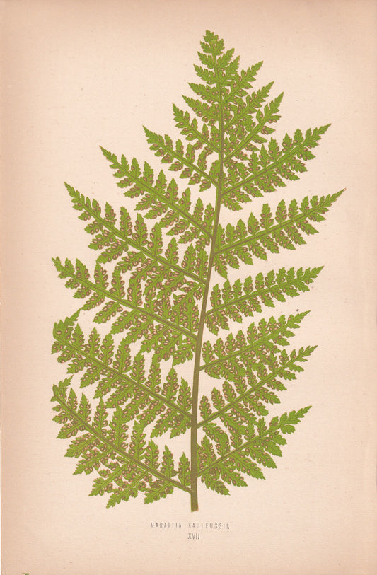 Marattia Kauifussii