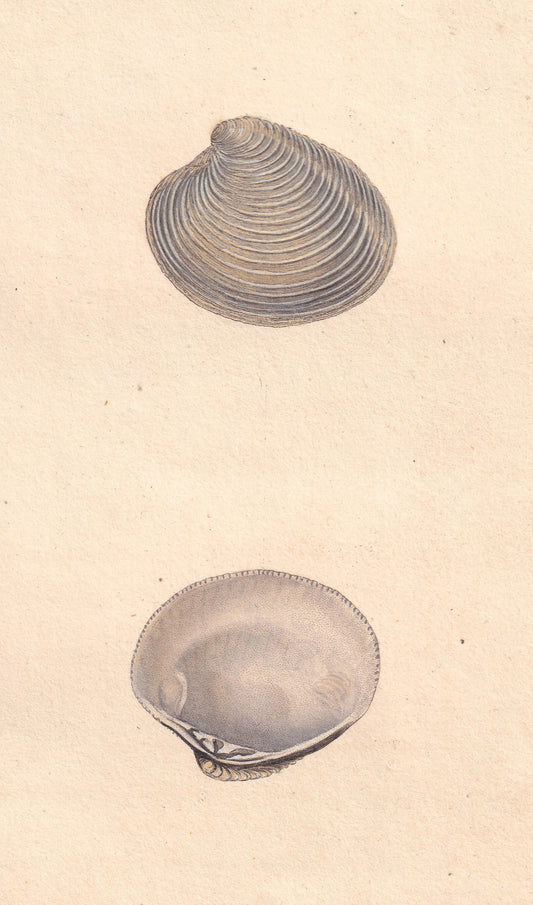 Membranaceous Venus