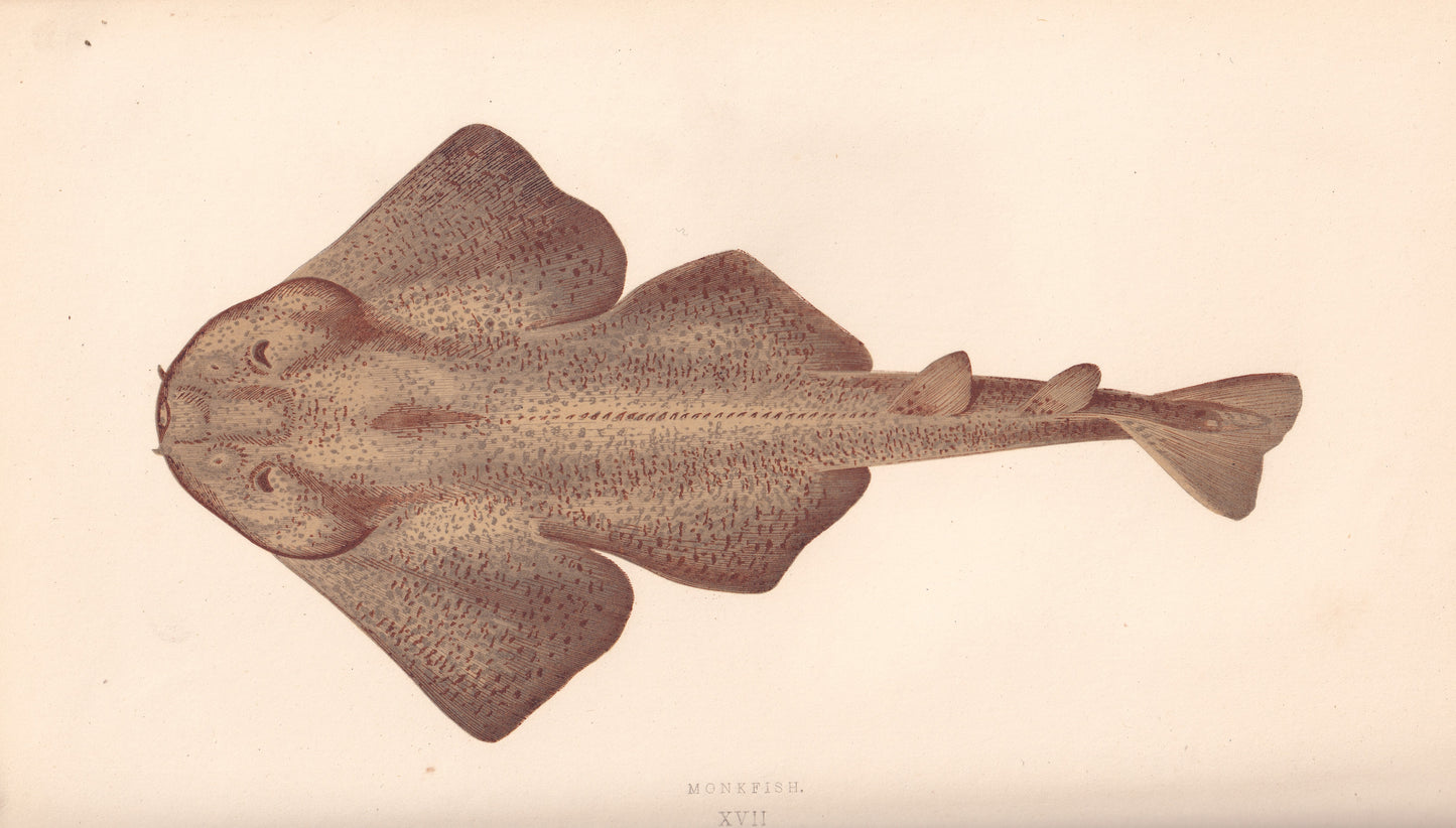 Hand coloured fish prints, Antique fish prints, Vintage fish prints, Original fish prints, Hand-colored ichthyology prints, Fish art prints, Fish lithographs, Fish engravings 