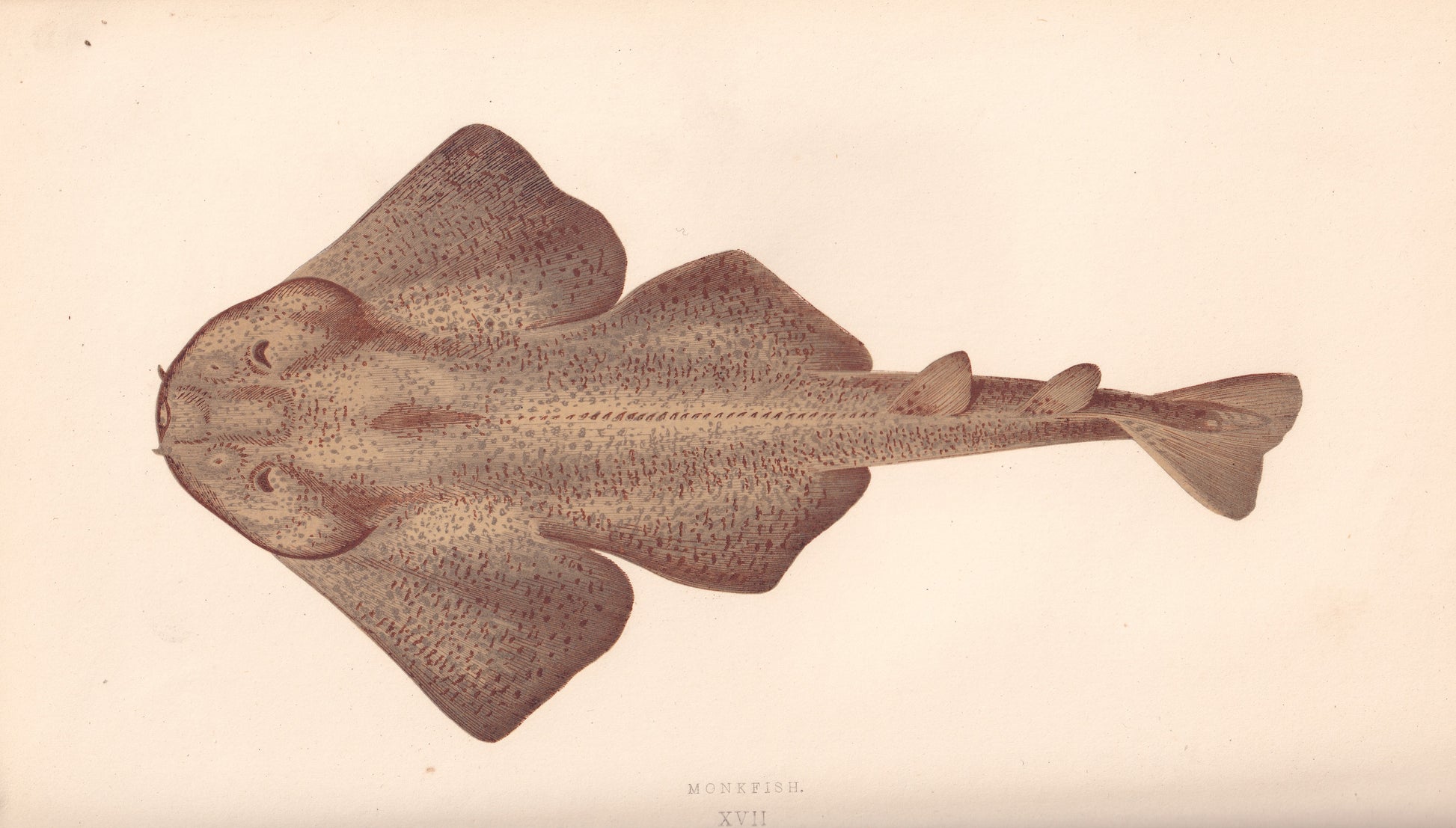 Hand coloured fish prints, Antique fish prints, Vintage fish prints, Original fish prints, Hand-colored ichthyology prints, Fish art prints, Fish lithographs, Fish engravings 