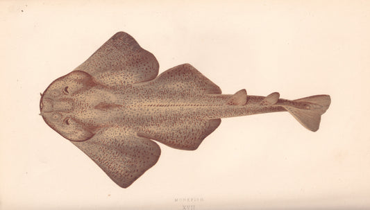 Hand coloured fish prints, Antique fish prints, Vintage fish prints, Original fish prints, Hand-colored ichthyology prints, Fish art prints, Fish lithographs, Fish engravings 