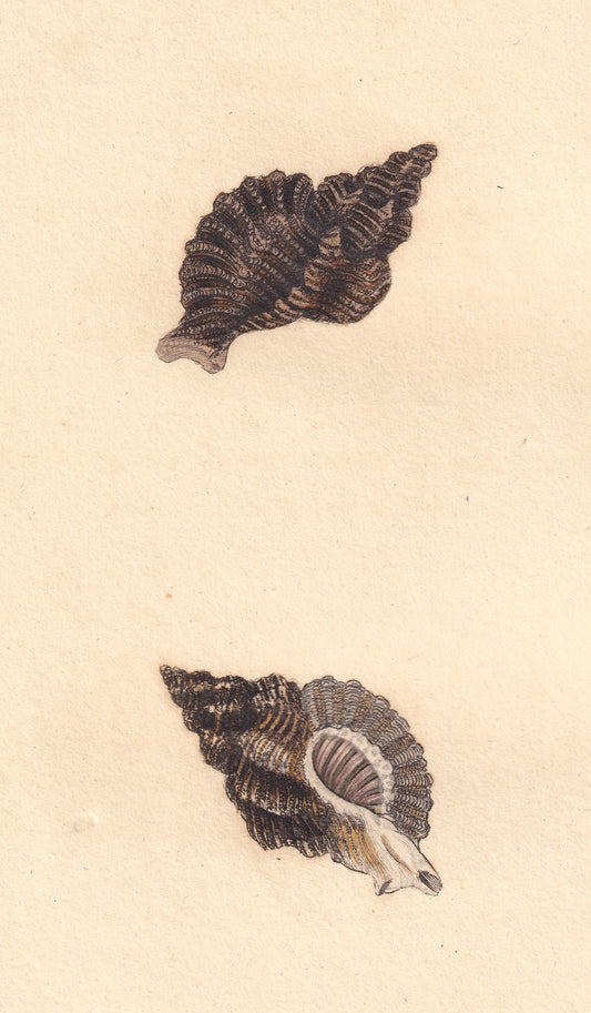 Murex Erinaceus