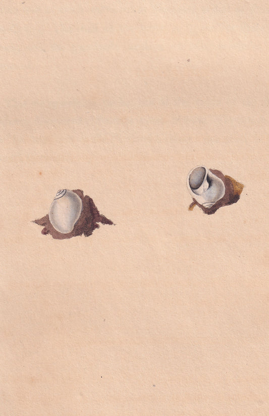 Nerita Nitida
