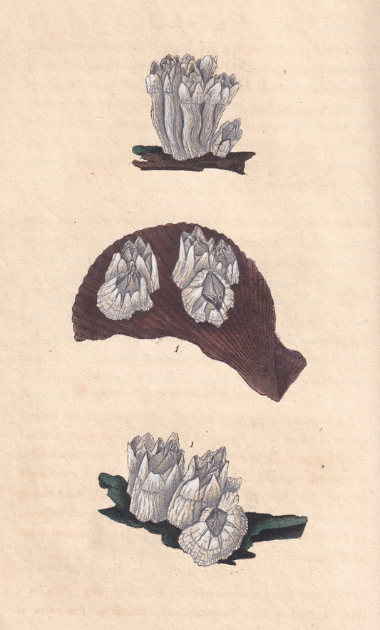 Northern Acorn Shell