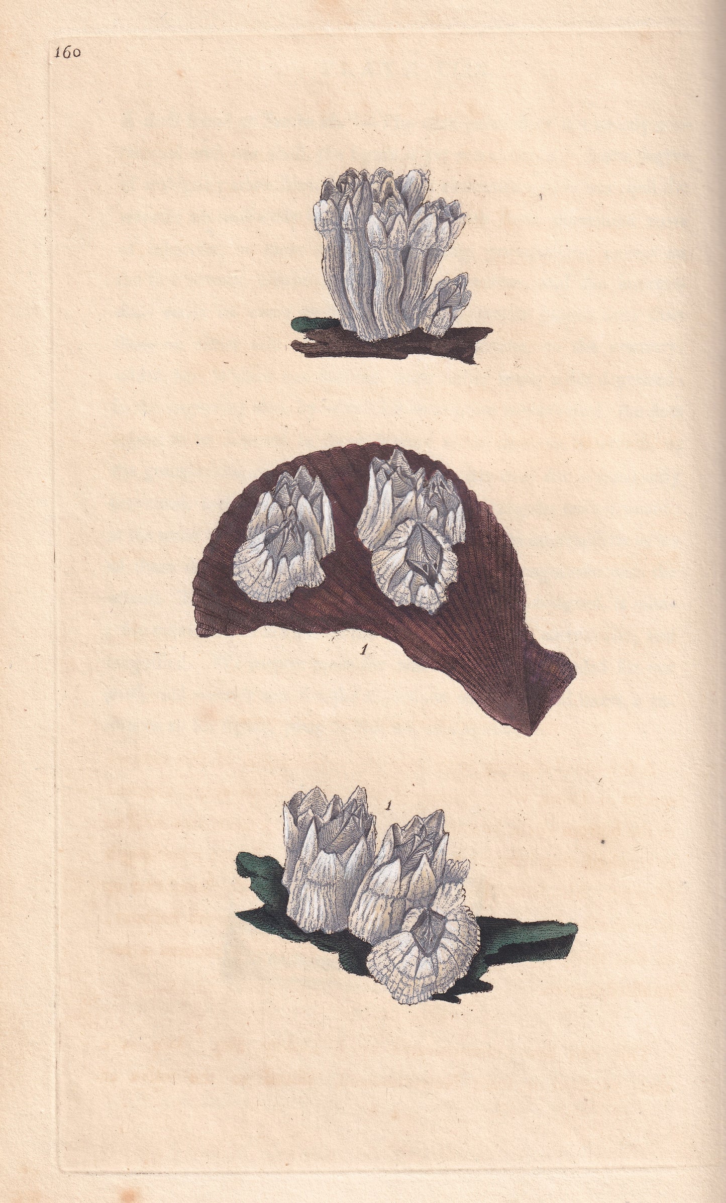 Northern Acorn Shell