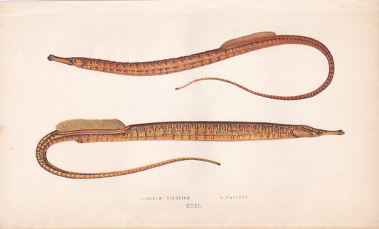 Ocean Pipefish