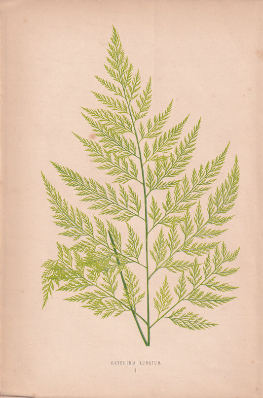 Onychium Auratum