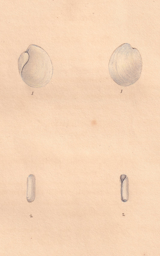 Open Bulla or Bubble