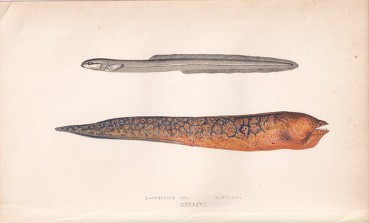 Ophidium Eel