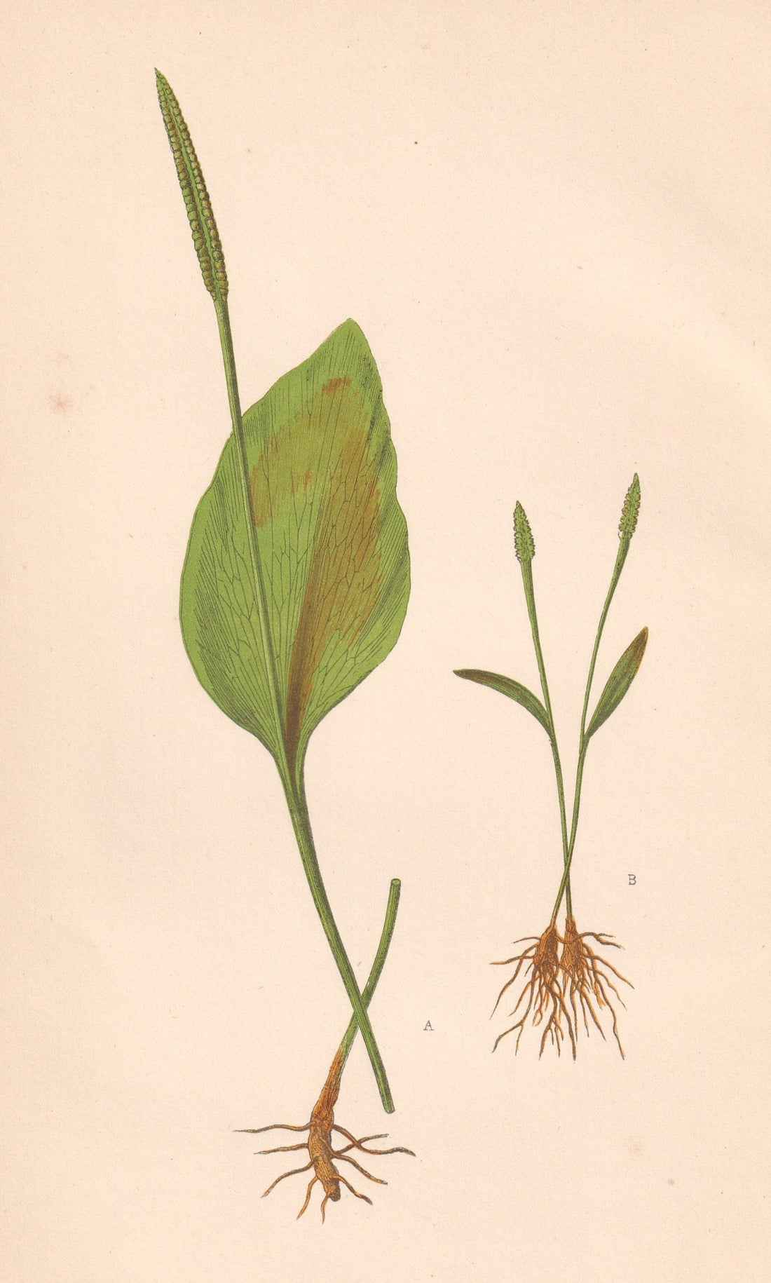 Ophioglossum Vulgatum Arch Books ophioglossum-vulgatum-arch-books