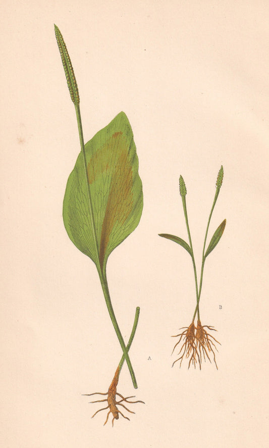 antique botanical prints
vintage botanical prints
botanical prints antique
antique flower prints
vintage flower prints
antique botanical art
vintage botanical art
antique plant prints
vintage plant prints