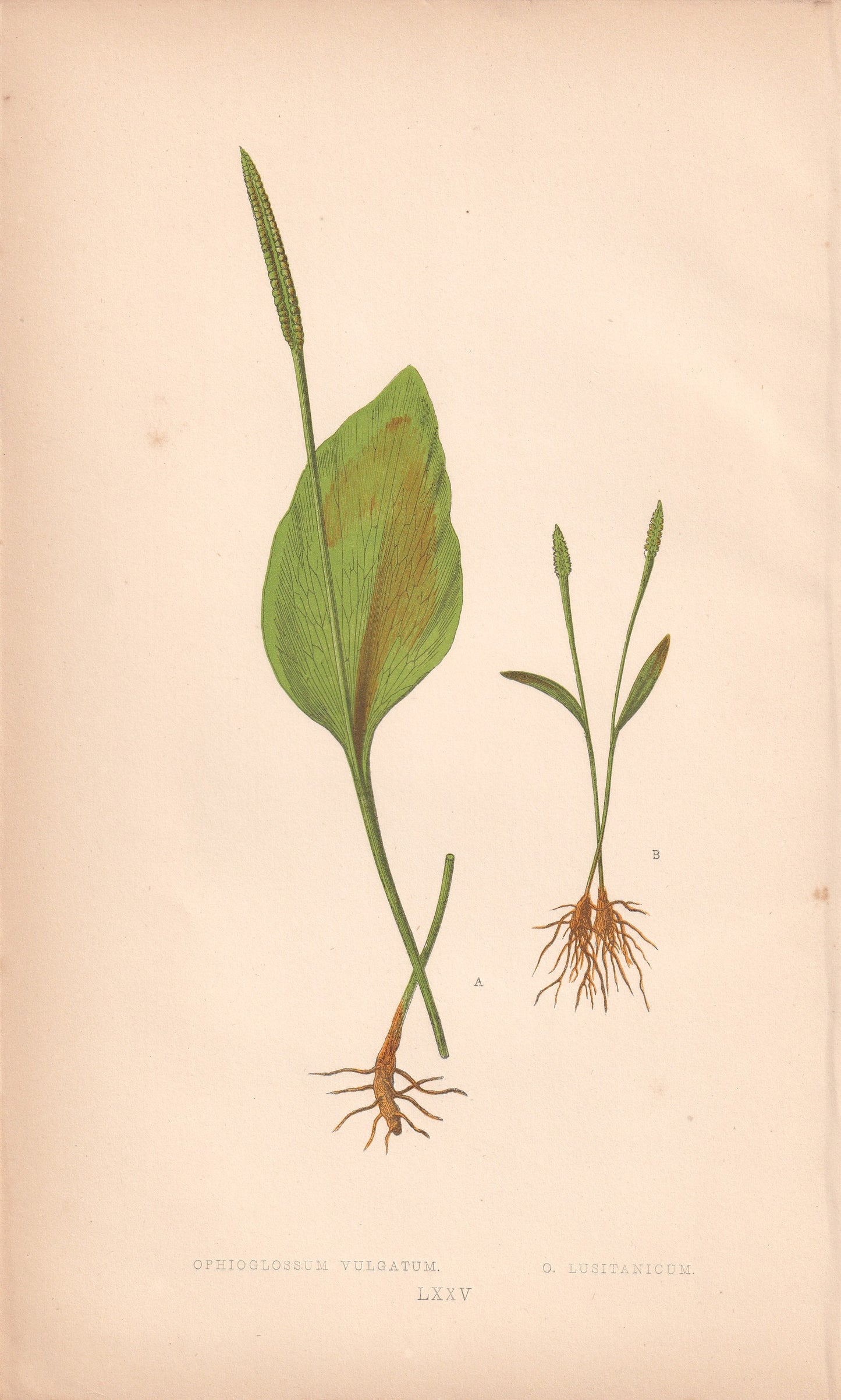 Ophioglossum Vulgatum
