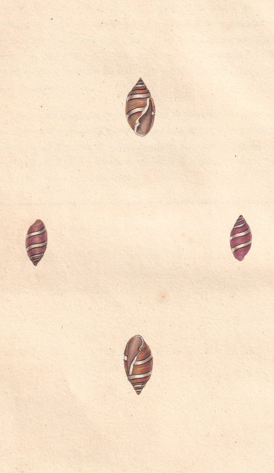 Oral Volute
