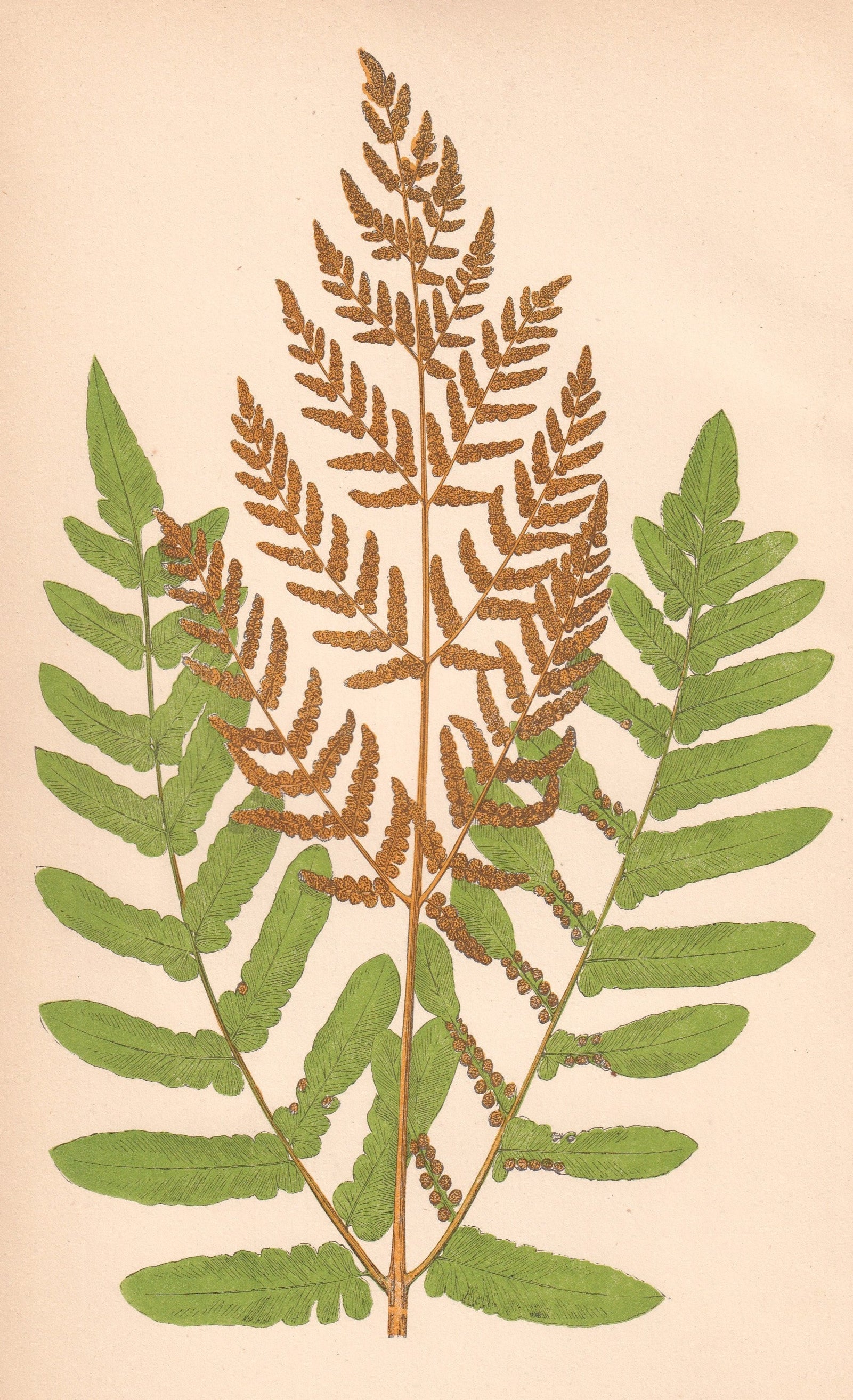 antique botanical prints
vintage botanical prints
botanical prints antique
antique flower prints
vintage flower prints
antique botanical art
vintage botanical art
antique plant prints
vintage plant prints