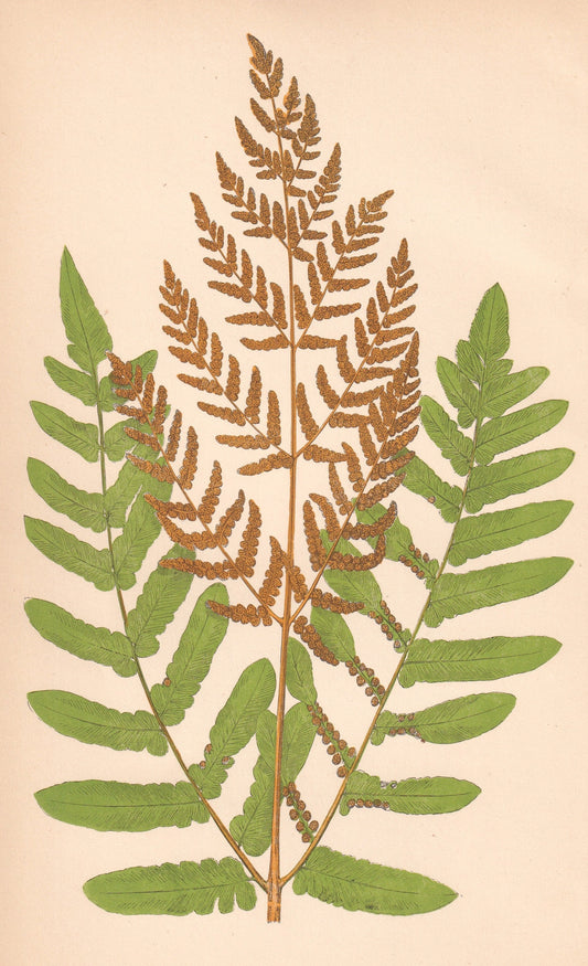 antique botanical prints
vintage botanical prints
botanical prints antique
antique flower prints
vintage flower prints
antique botanical art
vintage botanical art
antique plant prints
vintage plant prints