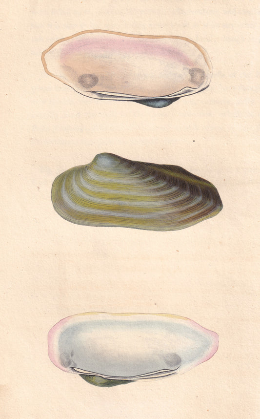 Oval Gaper
