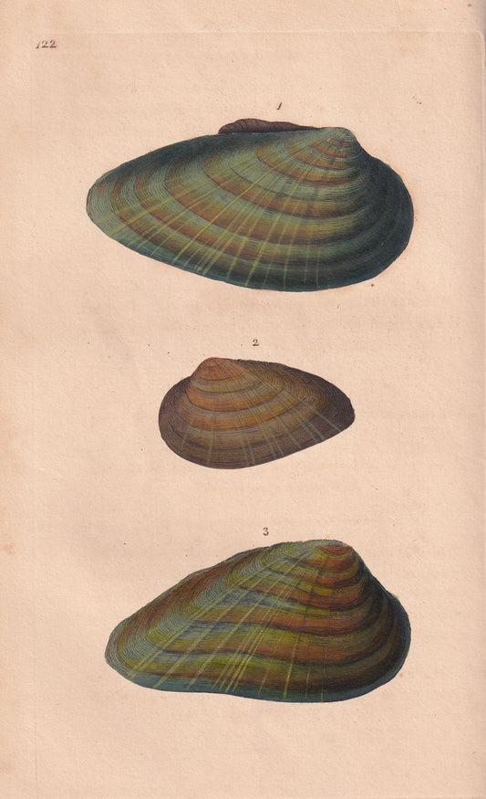 Ovate Mya