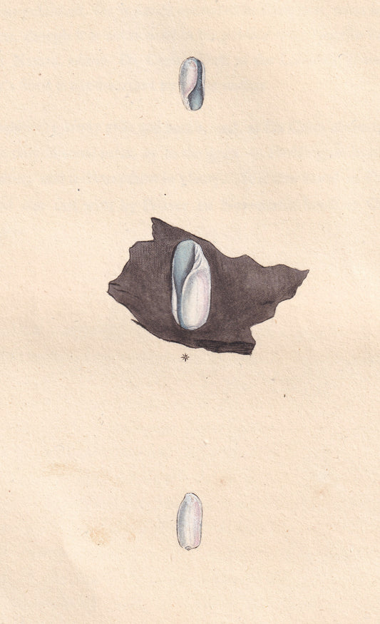 Pale, Or Cylindric Bulla