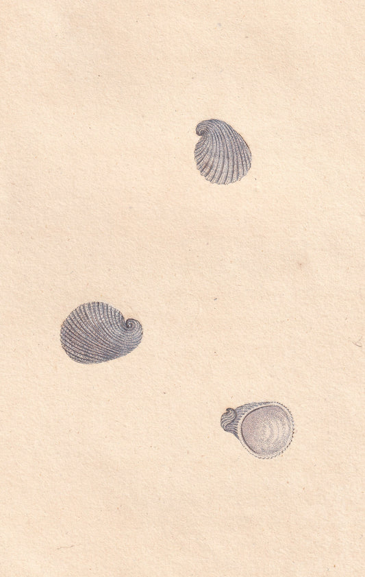 Patella Militaris