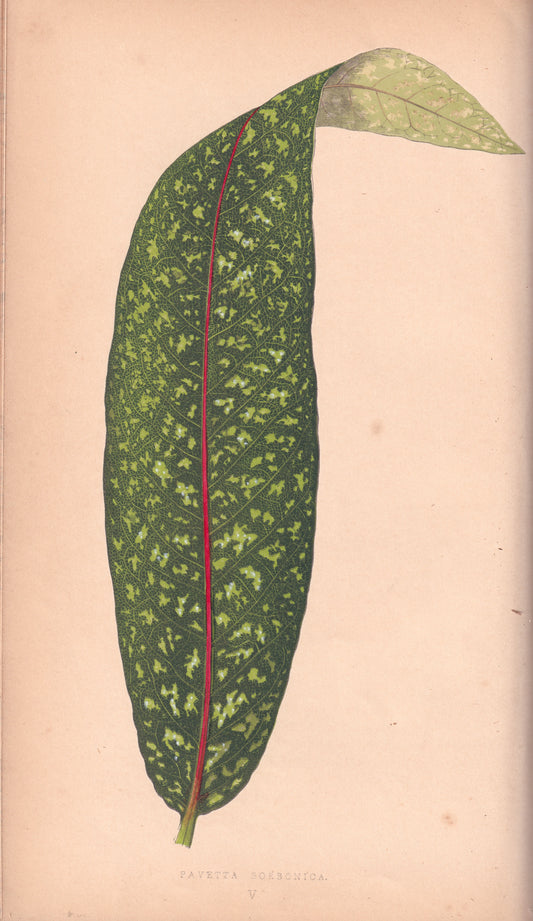 Antique Print, Botanical Print, Botanical Art, Vintage Print, Wall Art, Home Décor, Collectible, Original Print, Engraving, Lithograph, Hand-colored, Victorian, Hand-coloured, 19th Century 