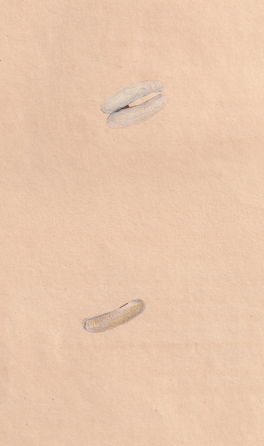 Pellucid Razor Shell