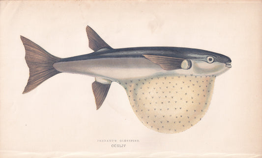Pennant's Globefish