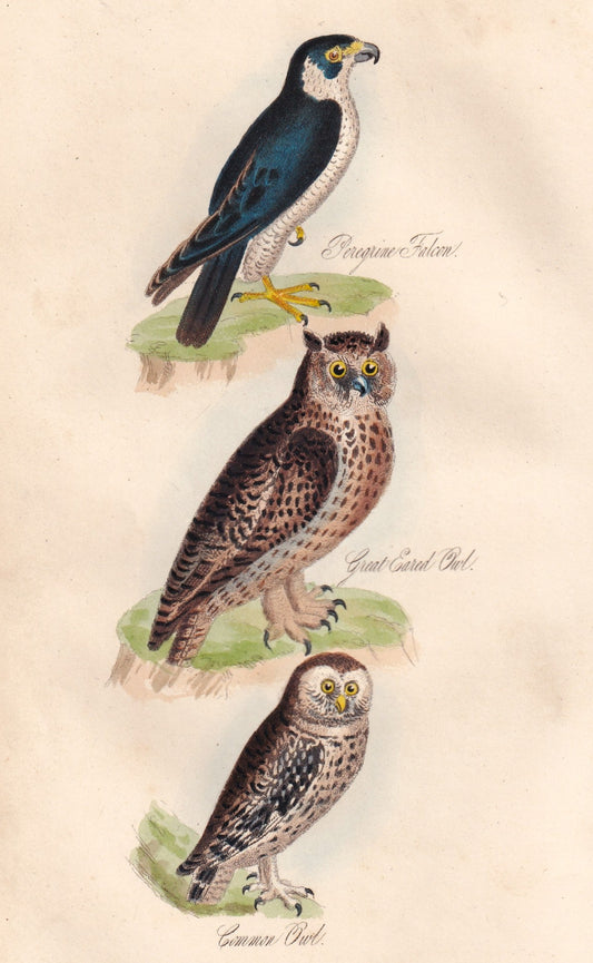 Peregrine Falcon, Great Eared Owl and Common Owl