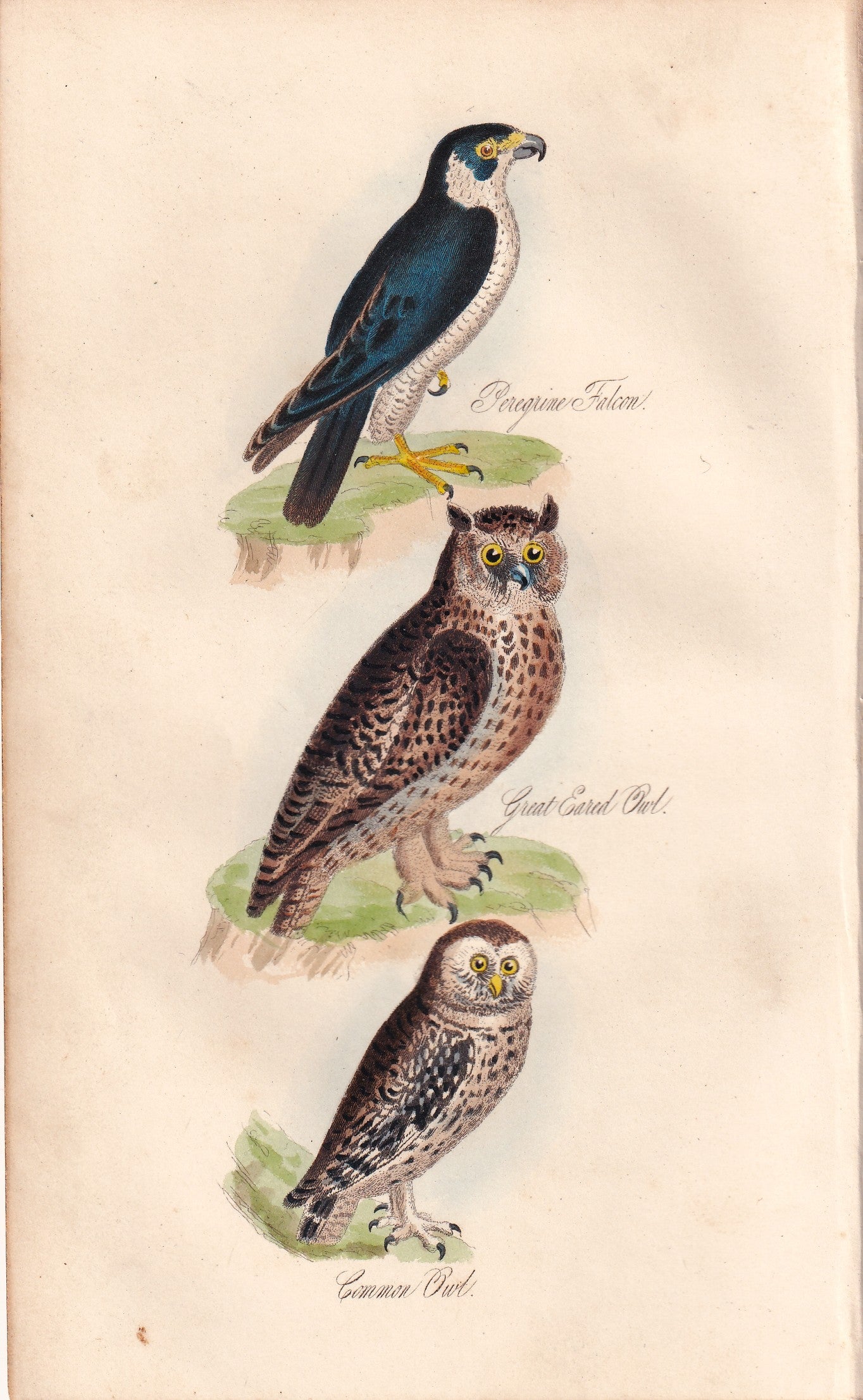 Peregrine Falcon, Great Eared Owl and Common Owl