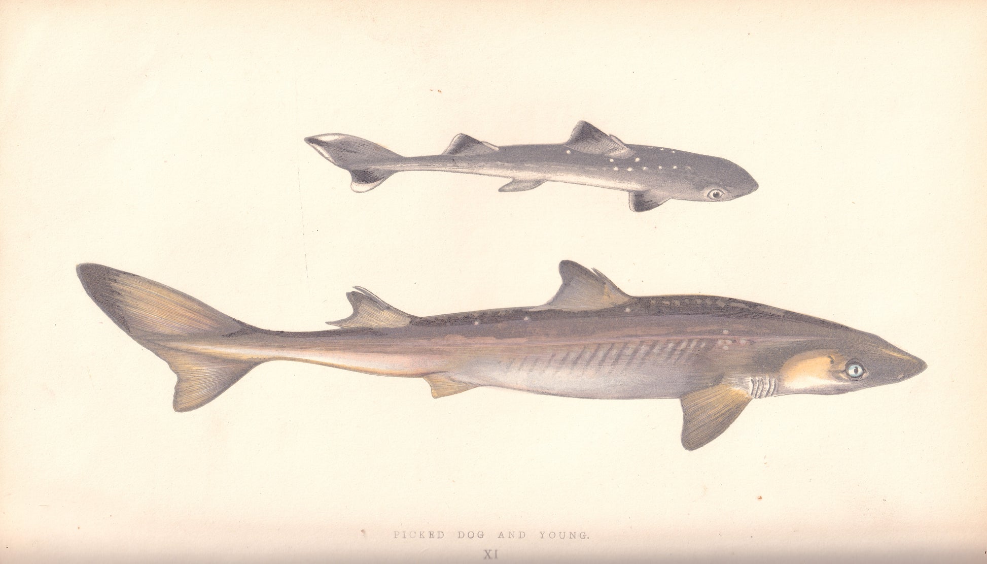 Hand coloured fish prints, Antique fish prints, Vintage fish prints, Original fish prints, Hand-colored ichthyology prints, Fish art prints, Fish lithographs, Fish engravings 