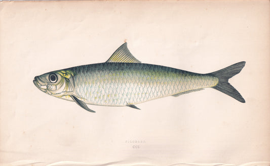 Pilchard