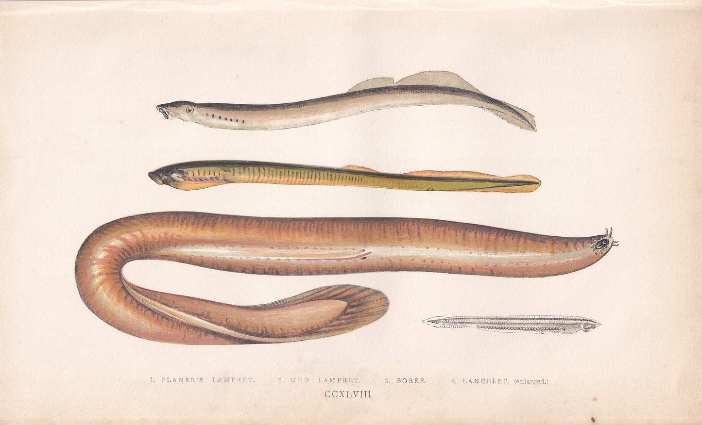 Planer's Lamprey