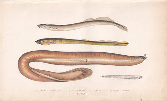 Planer's Lamprey