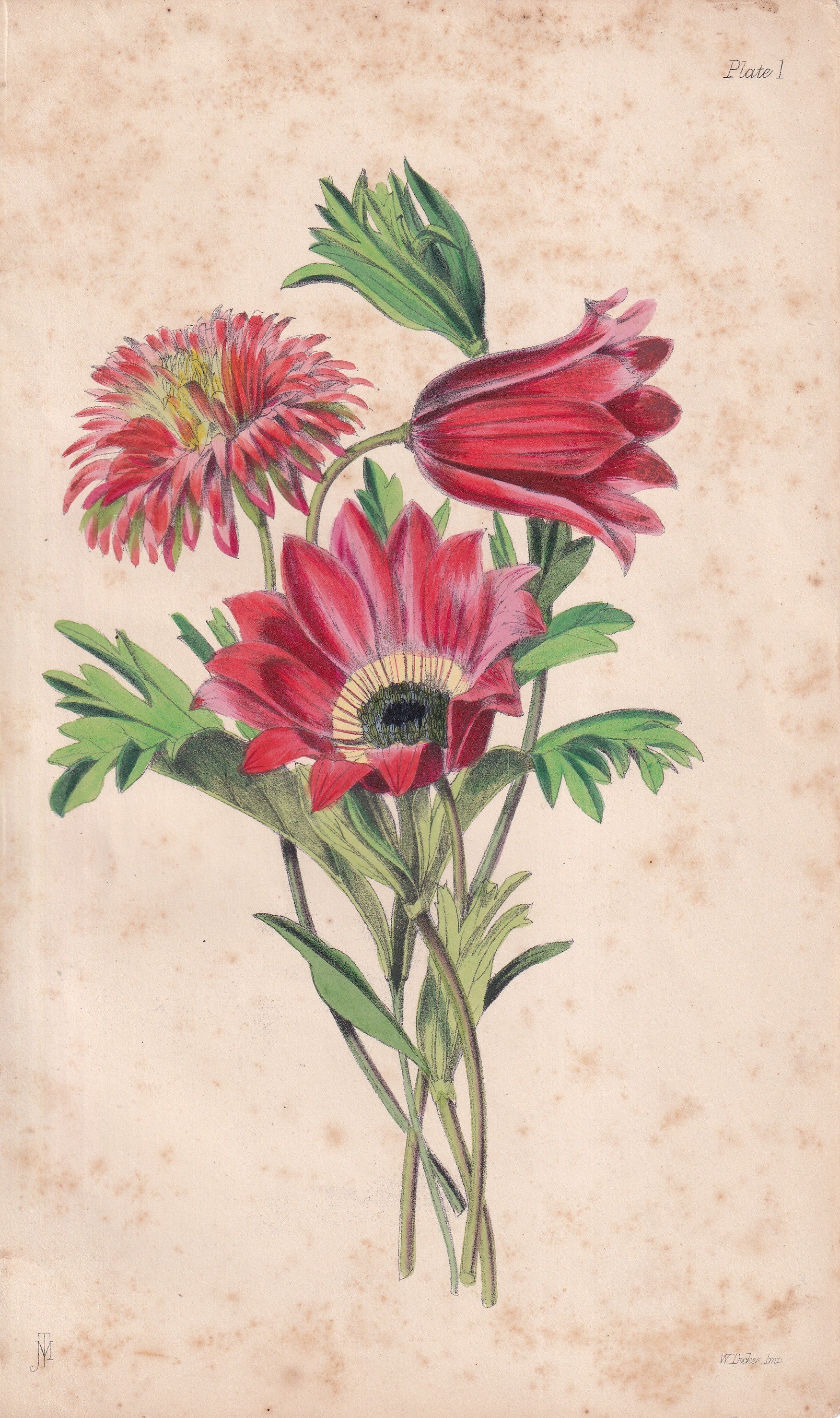 Anemone pavonina - original hand-coloured botanical lithograph by John Traherne Moggridge, 1864