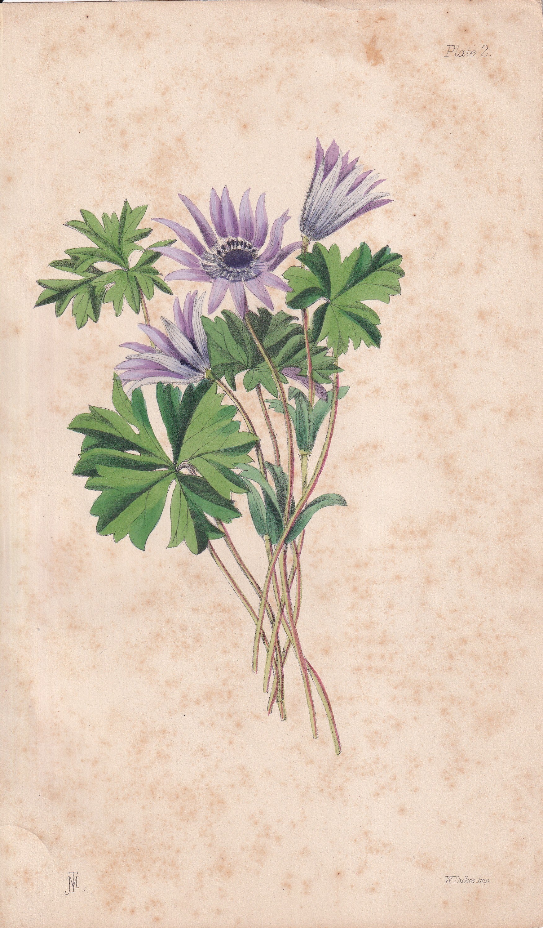 Anemone stellata - original hand-coloured botanical lithograph by John Traherne Moggridge, 1864