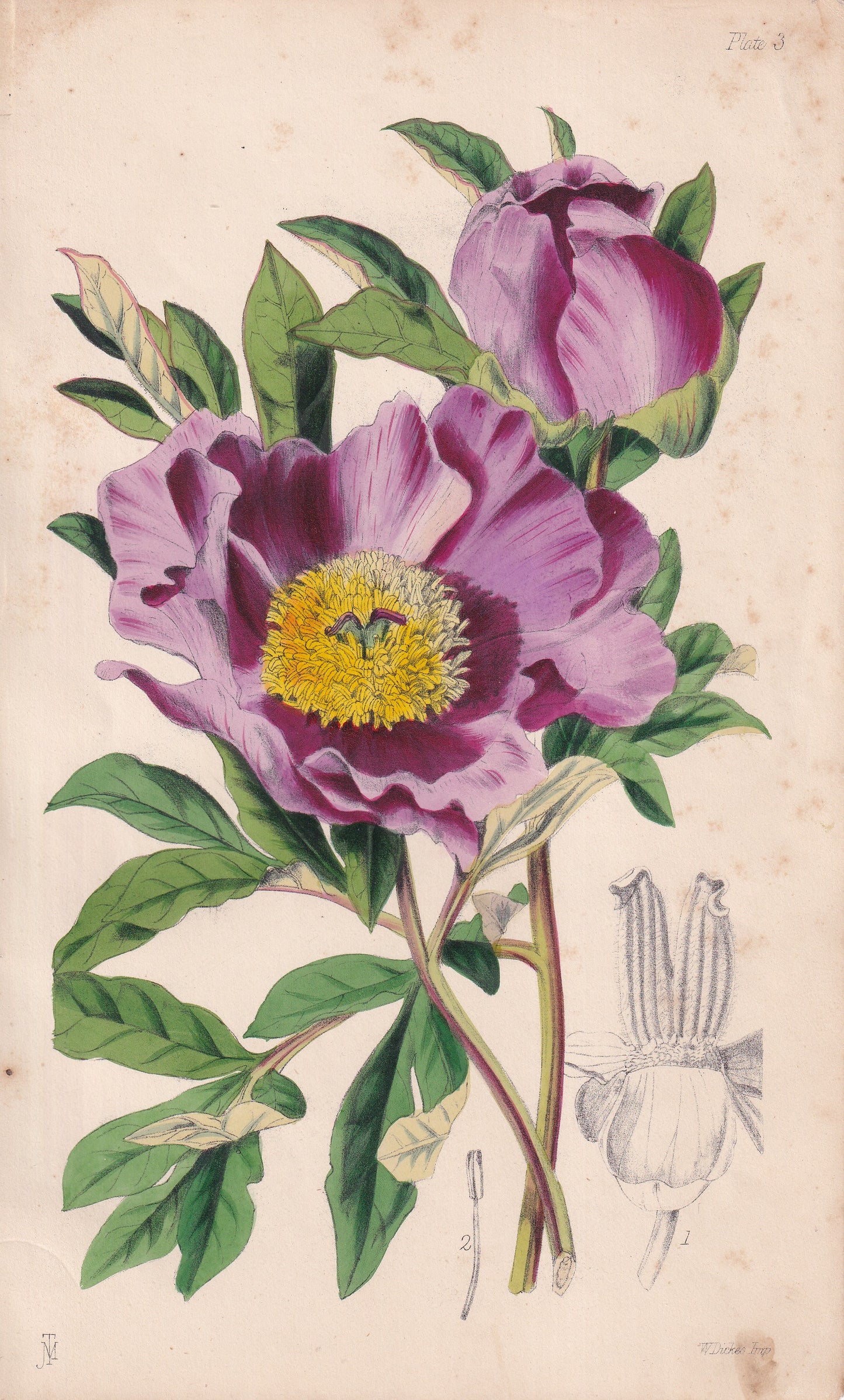 Paeonia peregrina - original hand-coloured botanical lithograph by John Traherne Moggridge, 1864