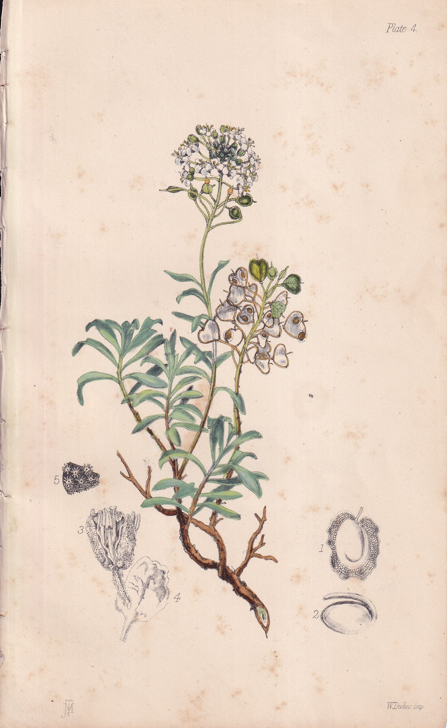 Alyssum halimifolium - original hand-coloured botanical lithograph by John Traherne Moggridge, 1864