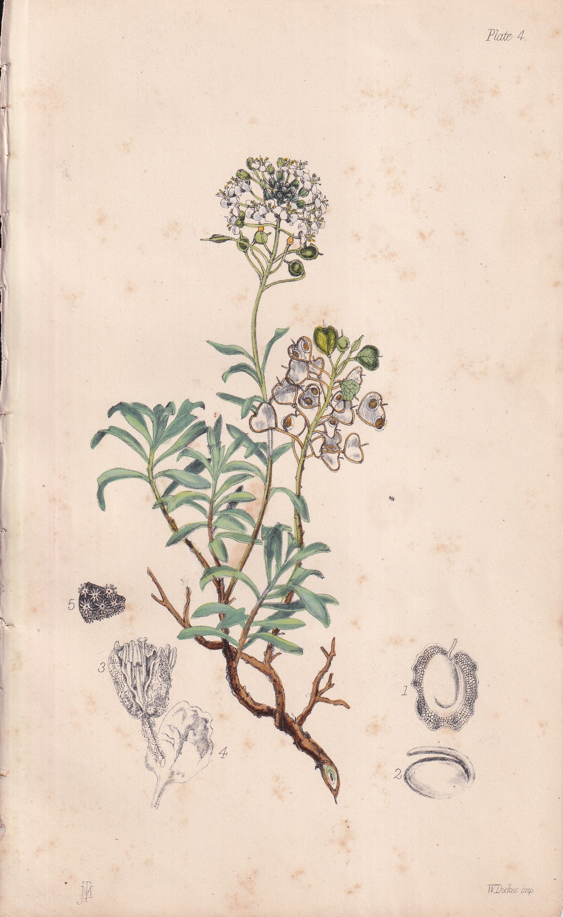 Alyssum halimifolium - original hand-coloured botanical lithograph by John Traherne Moggridge, 1864
