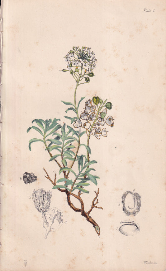 Alyssum halimifolium - original hand-coloured botanical lithograph by John Traherne Moggridge, 1864